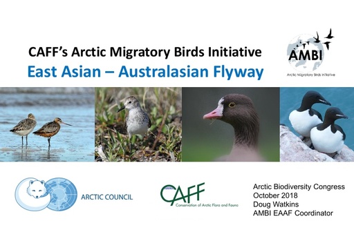 AMBI work in the most threatened flyway on the planet - East Asian Australasian Flyway: Doug Watkins