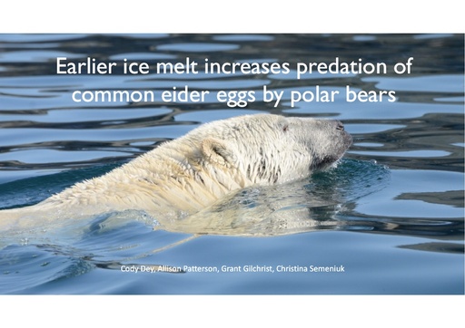Earlier ice melt increases predation of common eider eggs by polar bears: Allison Patterson