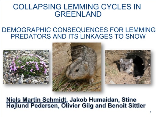 SCHMIDT Lemming collapse CAFF version2 NMS