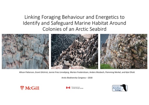Linking foraging behaviour and energetics to identify and safeguard marine habitat around colonies of an Arctic seabird: Allison Patterson