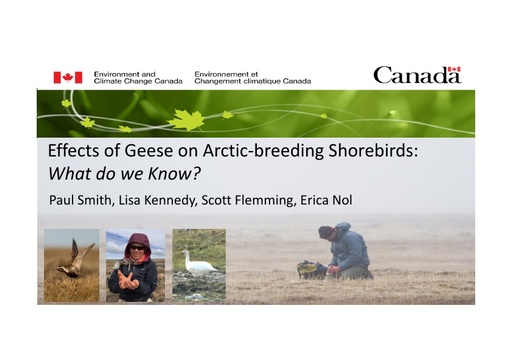 Effects of overabundant geese on shorebirds breeding in Arctic Canada: Paul Smith