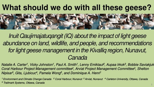 What should we do with all these Snow Geese? ...Bringing Inuit local knowledge into management of an international wildlife resource: Victoria Johnston
