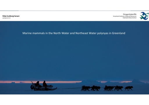 Abundance and distribution of marine mammals wintering in the North Water and Northeast Water polynyas in Greenland: Rikke Guldborg Hansen